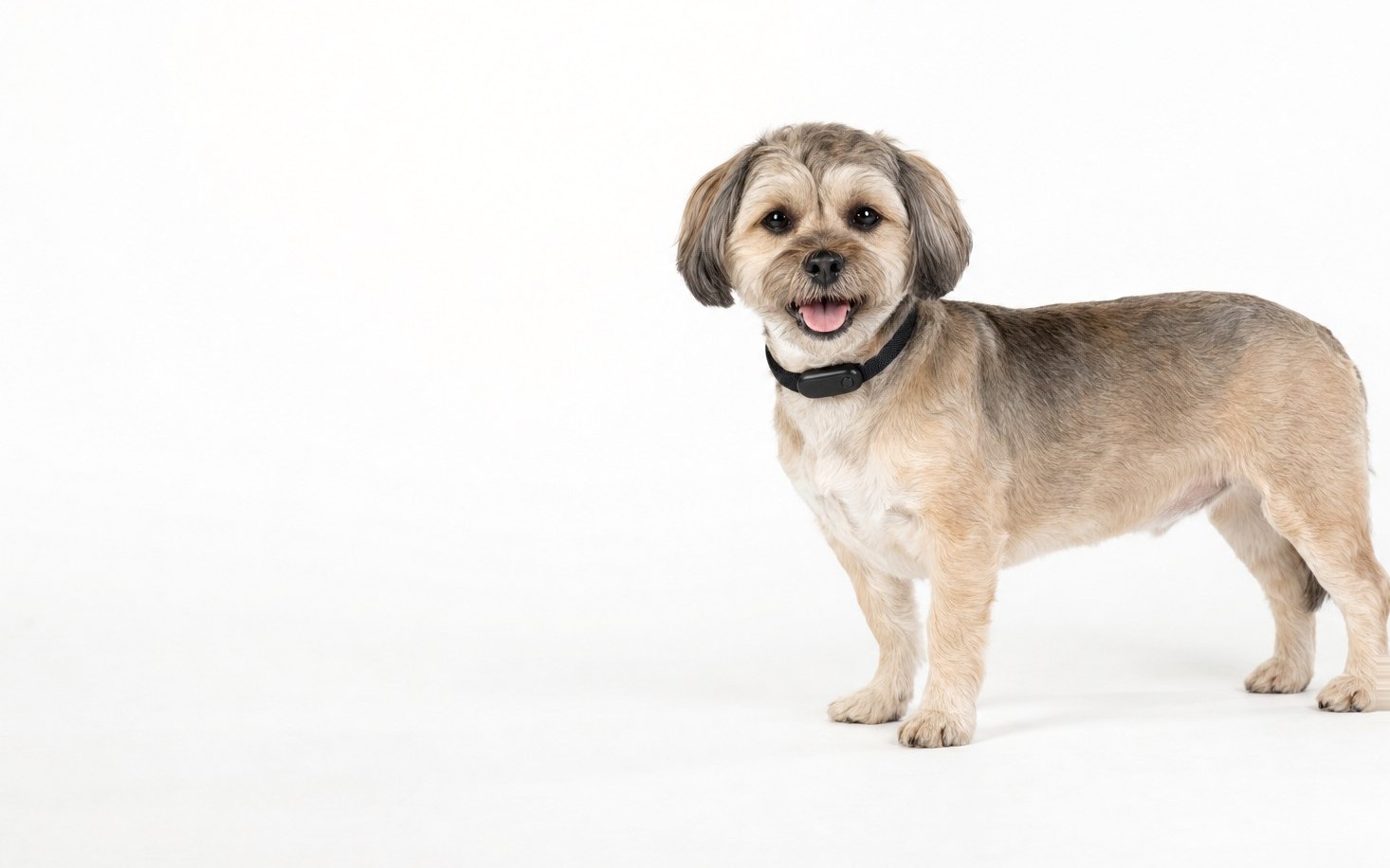 Un petit chien debout en studio, portant le collier Filou, au moment où l’alerte part.